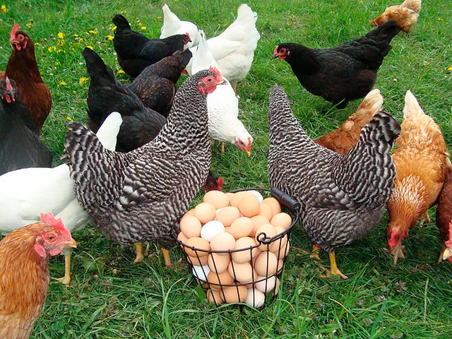 Содержание кур и уход за ними | ЗооТом - продажа, вязка и услуги для животных в Нурлате