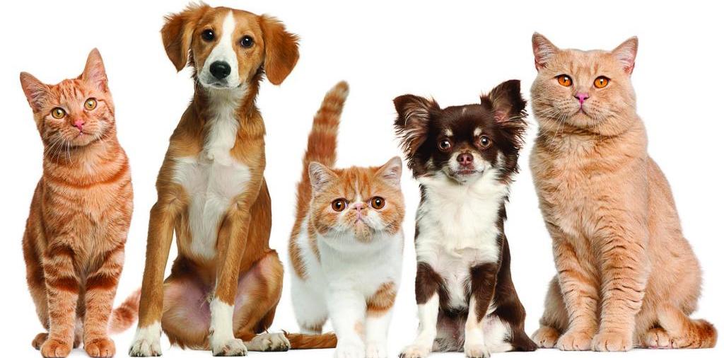 Доска объявлений о животных | ЗооТом - продажа, вязка и услуги для животных в Нурлате
