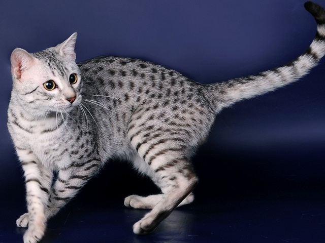 Породы кошек в Нурлате | ЗооТом портал о животных