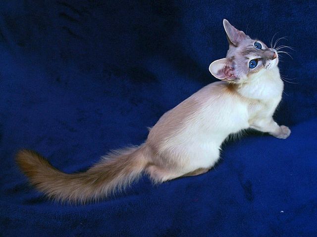 Выведенные породы кошек в Нурлате | ЗооТом портал о животных