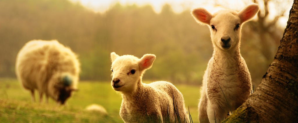 Объявления о сельскохозяйственных животных | ЗооТом - продажа, вязка и услуги для животных в Нурлате