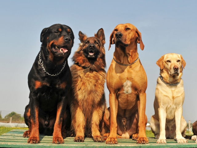 Крупные породы собак в Нурлате | ЗооТом портал о животных