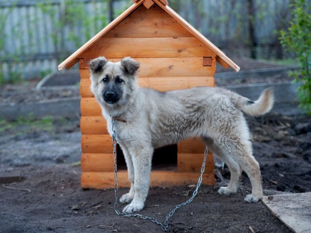 Все о собаках в Нурлате Все о собаках в Нурлате